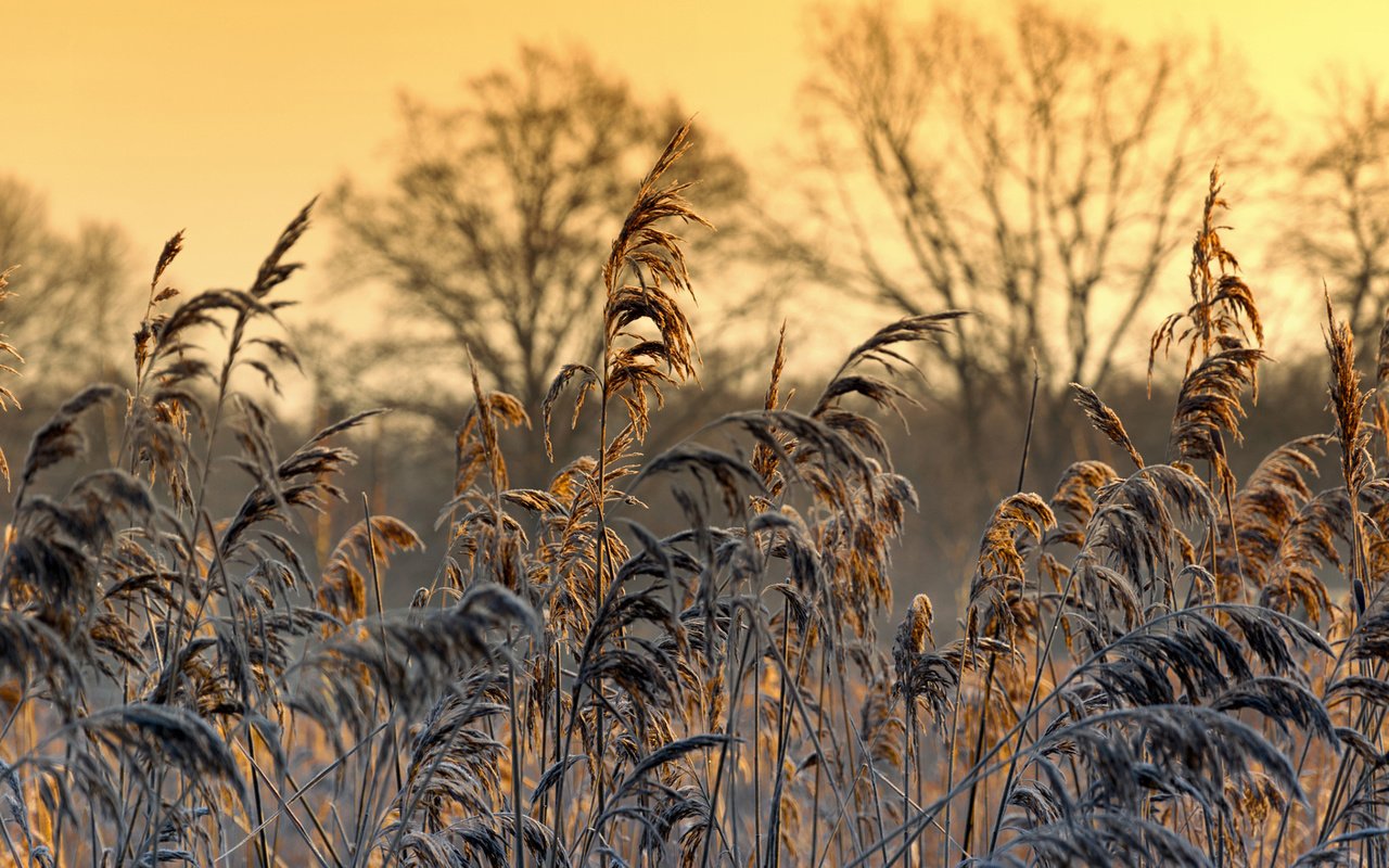 Обои трава, природа, растения, макро, иней, колоски, patrick frank, grass, nature, plants, macro, frost, spikelets разрешение 1920x1200 Загрузить