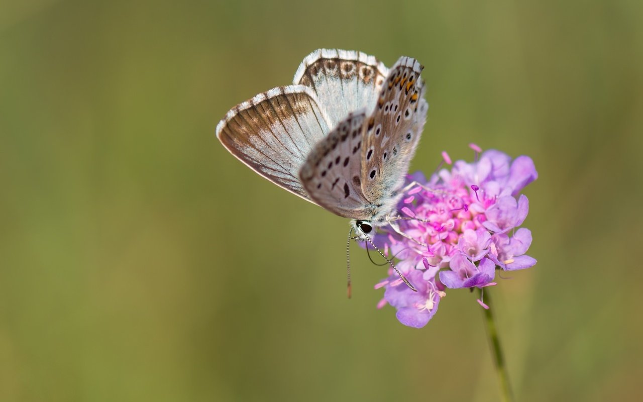 Обои макро, насекомое, цветок, бабочка, крылья, macro, insect, flower, butterfly, wings разрешение 2048x1365 Загрузить