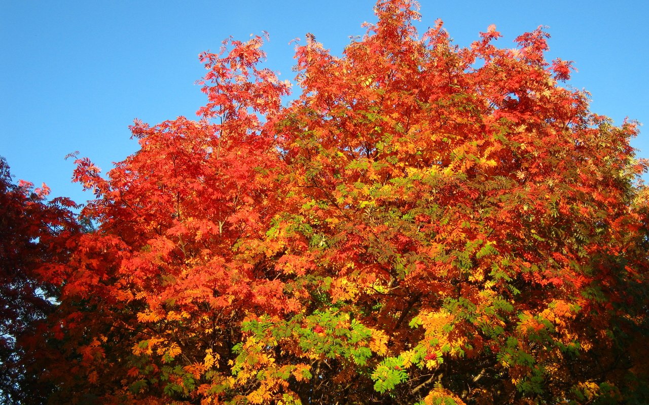 Обои небо, деревья, осень, рябина, the sky, trees, autumn, rowan разрешение 3648x2736 Загрузить