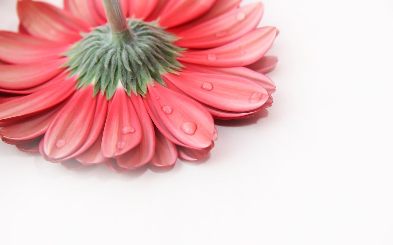 Обои фон, цветок, капли, лепестки, гербера, background, flower, drops, petals, gerbera разрешение 1920x1280 Загрузить