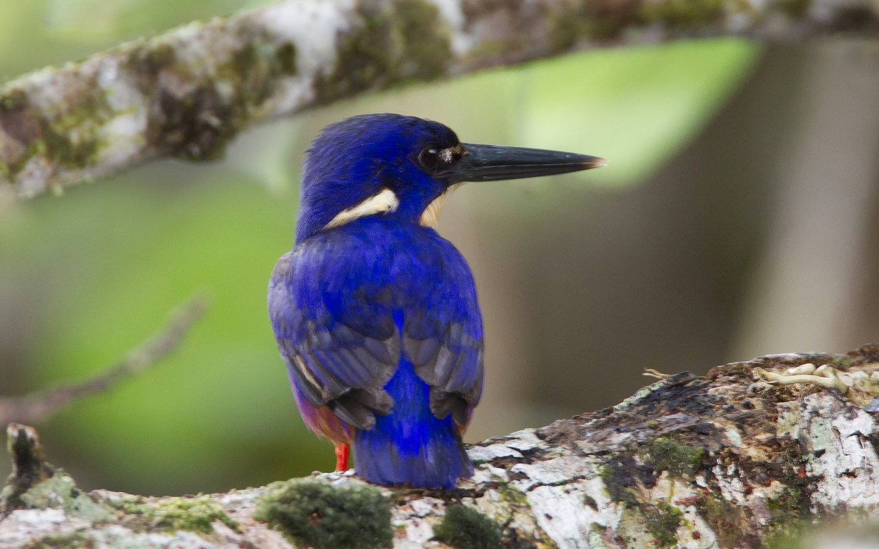 Обои птица, клюв, перья, зимородок, лазурный зимородок, bird, beak, feathers, kingfisher, azure kingfisher разрешение 2048x1383 Загрузить