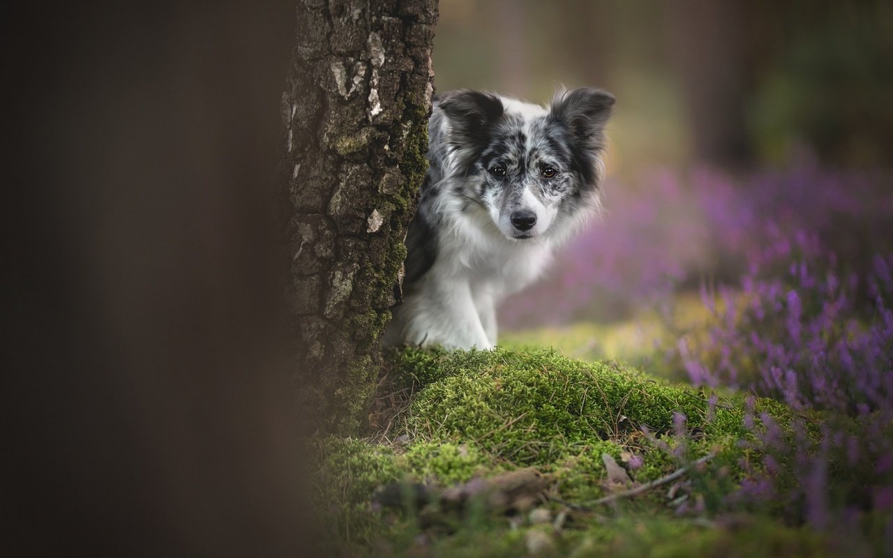 Обои цветы, дерево, взгляд, собака, мох, боке, бордер-колли, flowers, tree, look, dog, moss, bokeh, the border collie разрешение 1920x1200 Загрузить