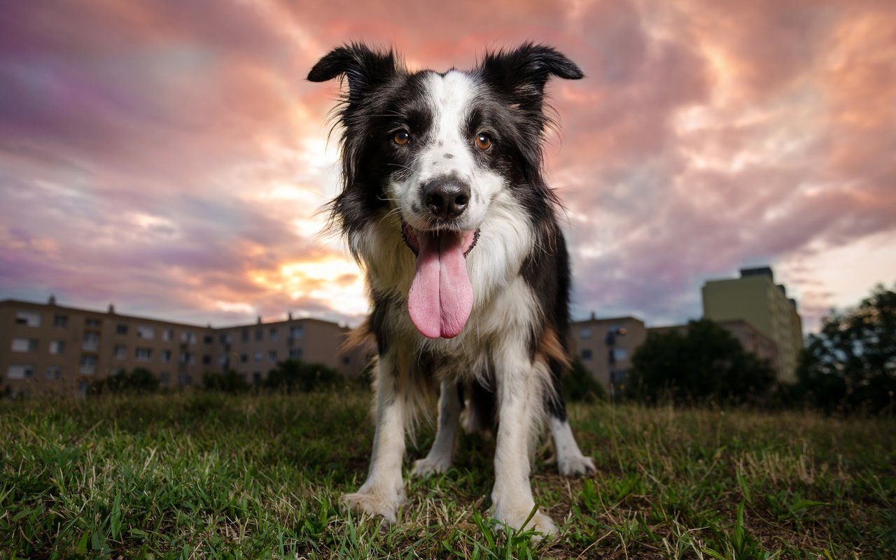 Обои вечер, закат, собака, язык, бордер-колли, the evening, sunset, dog, language, the border collie разрешение 2048x1304 Загрузить