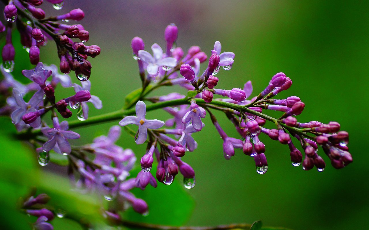 Обои цветы, ветка, природа, макро, капли, сирень, flowers, branch, nature, macro, drops, lilac разрешение 5456x3632 Загрузить