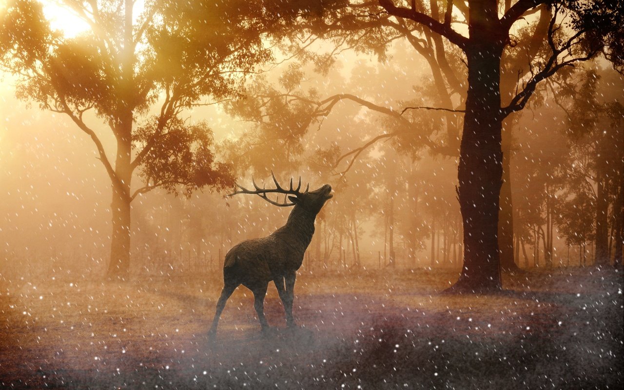 Обои свет, деревья, солнце, лес, олень, рога, light, trees, the sun, forest, deer, horns разрешение 4476x2889 Загрузить