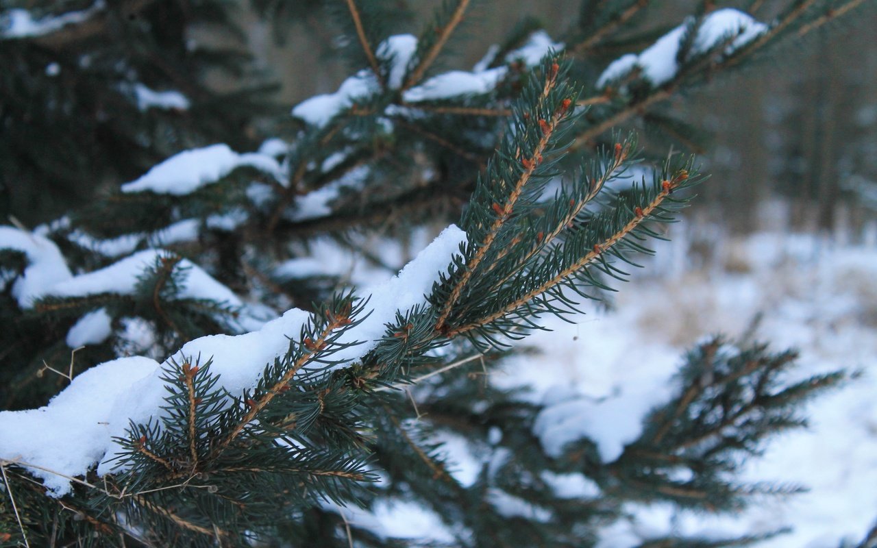 Обои снег, хвоя, зима, ветки, snow, needles, winter, branches разрешение 4272x2848 Загрузить