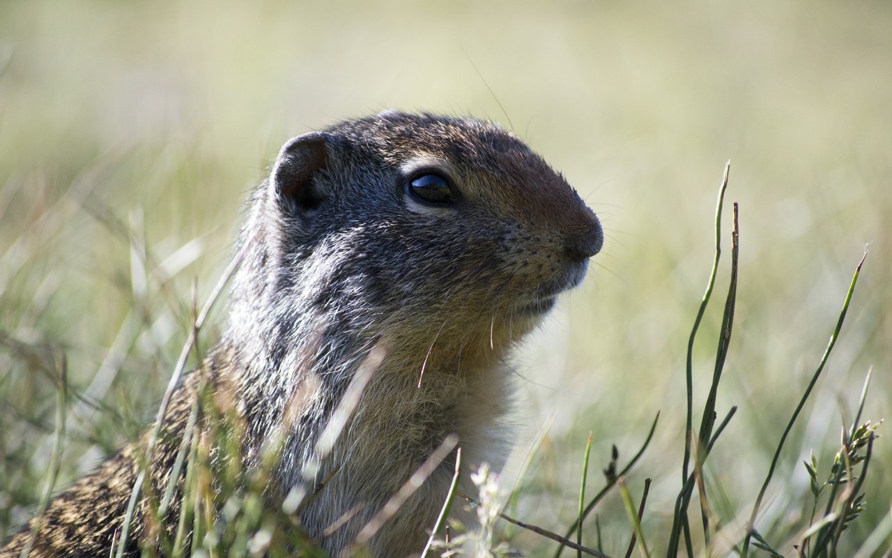 Обои трава, животное, дикая природа, грызун, суслик, grass, animal, wildlife, rodent, gopher разрешение 4608x3072 Загрузить