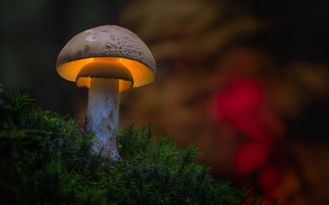 Фосфоресцирующие грибы