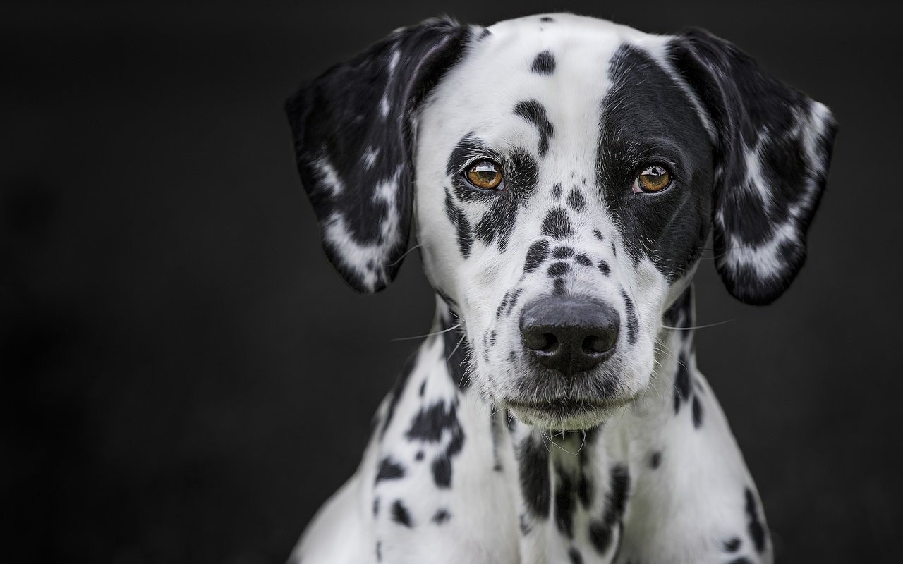 Обои портрет, мордочка, взгляд, собака, черный фон, далматин, portrait, muzzle, look, dog, black background, dalmatian разрешение 2048x1365 Загрузить