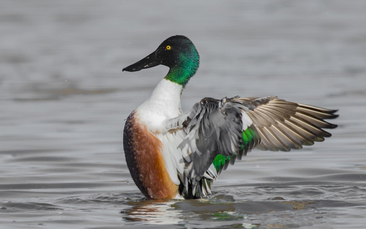 Обои вода, озеро, крылья, птица, клюв, перья, утка, water, lake, wings, bird, beak, feathers, duck разрешение 2048x1365 Загрузить