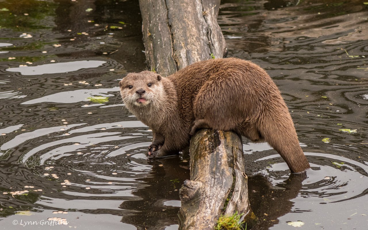 Обои морда, вода, взгляд, бревно, выдра, lynn griffiths, face, water, look, log, otter разрешение 3859x2573 Загрузить