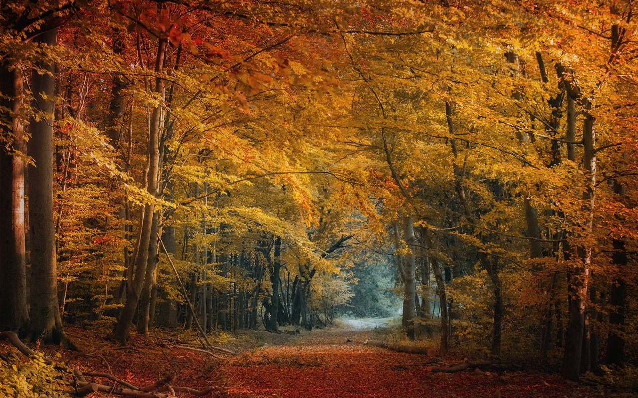 Обои деревья, природа, лес, листья, осень, trees, nature, forest, leaves, autumn разрешение 2112x1188 Загрузить