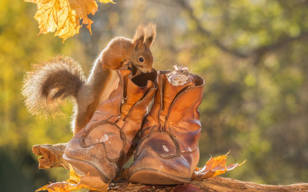 Обои листья, животные, осень, мышь, белка, ботинки, грызуны, leaves, animals, autumn, mouse, protein, shoes, rodents разрешение 2048x1365 Загрузить