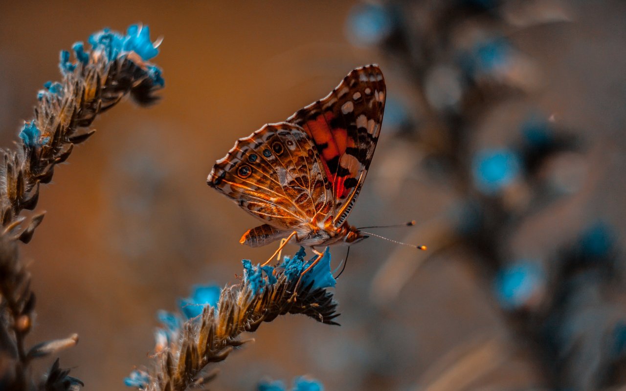 Обои макро, бабочка, боке, macro, butterfly, bokeh разрешение 2112x1188 Загрузить