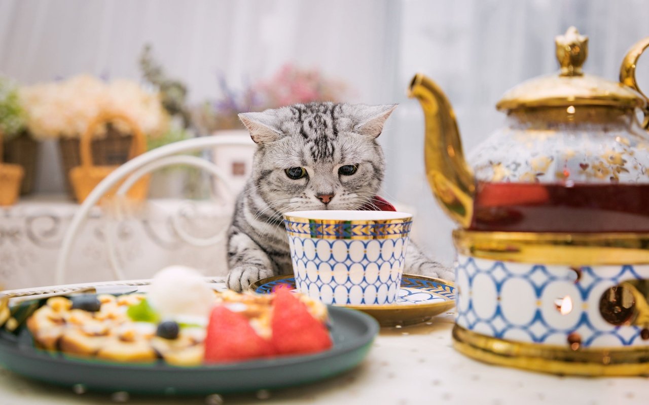 Обои кошка, стол, сидит, чашка, нюхает, cat, table, sitting, cup, sniffing разрешение 2048x1287 Загрузить