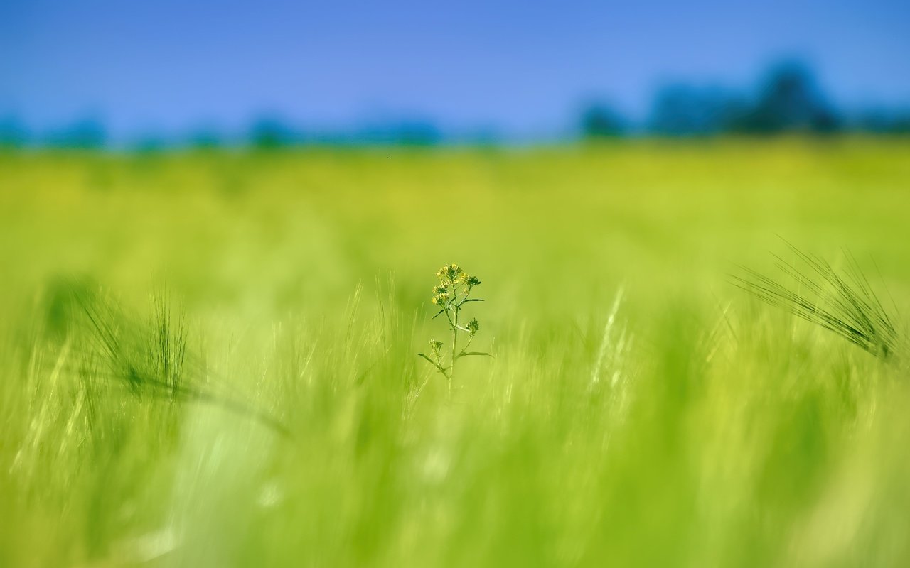 Обои цветок, поле, колосья, flower, field, ears разрешение 5184x3456 Загрузить