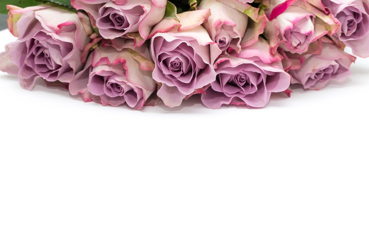 Обои цветы, розы, букет, белый фон, flowers, roses, bouquet, white background разрешение 5184x3456 Загрузить
