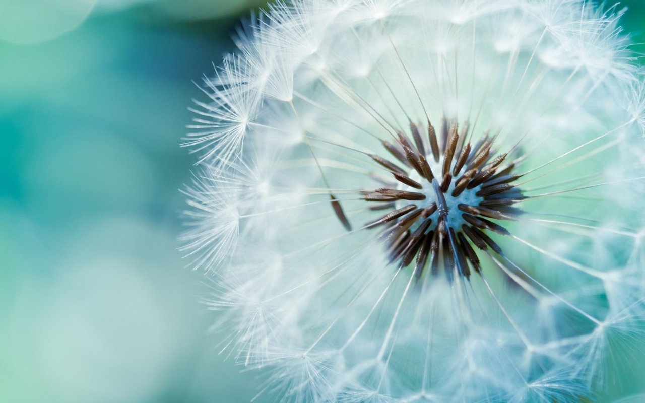 Обои цветок, одуванчик, пух, стебель, семена одуванчика, flower, dandelion, fluff, stem разрешение 1920x1408 Загрузить