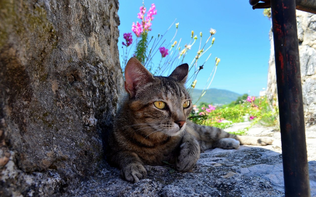 Обои цветы, природа, камни, кот, кошка, серый, полосатый, flowers, nature, stones, cat, grey, striped разрешение 2000x1325 Загрузить