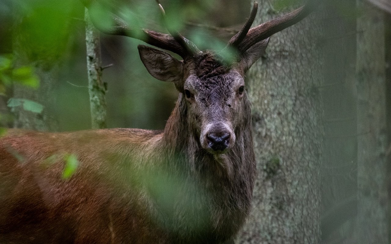 Обои деревья, природа, лес, олень, животное, trees, nature, forest, deer, animal разрешение 2047x1365 Загрузить