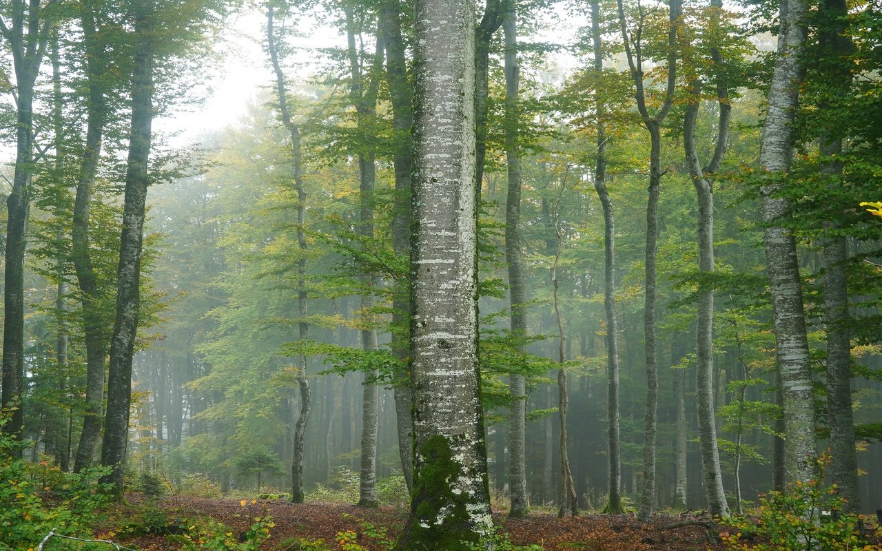 Обои деревья, туман, trees, fog разрешение 3840x2160 Загрузить