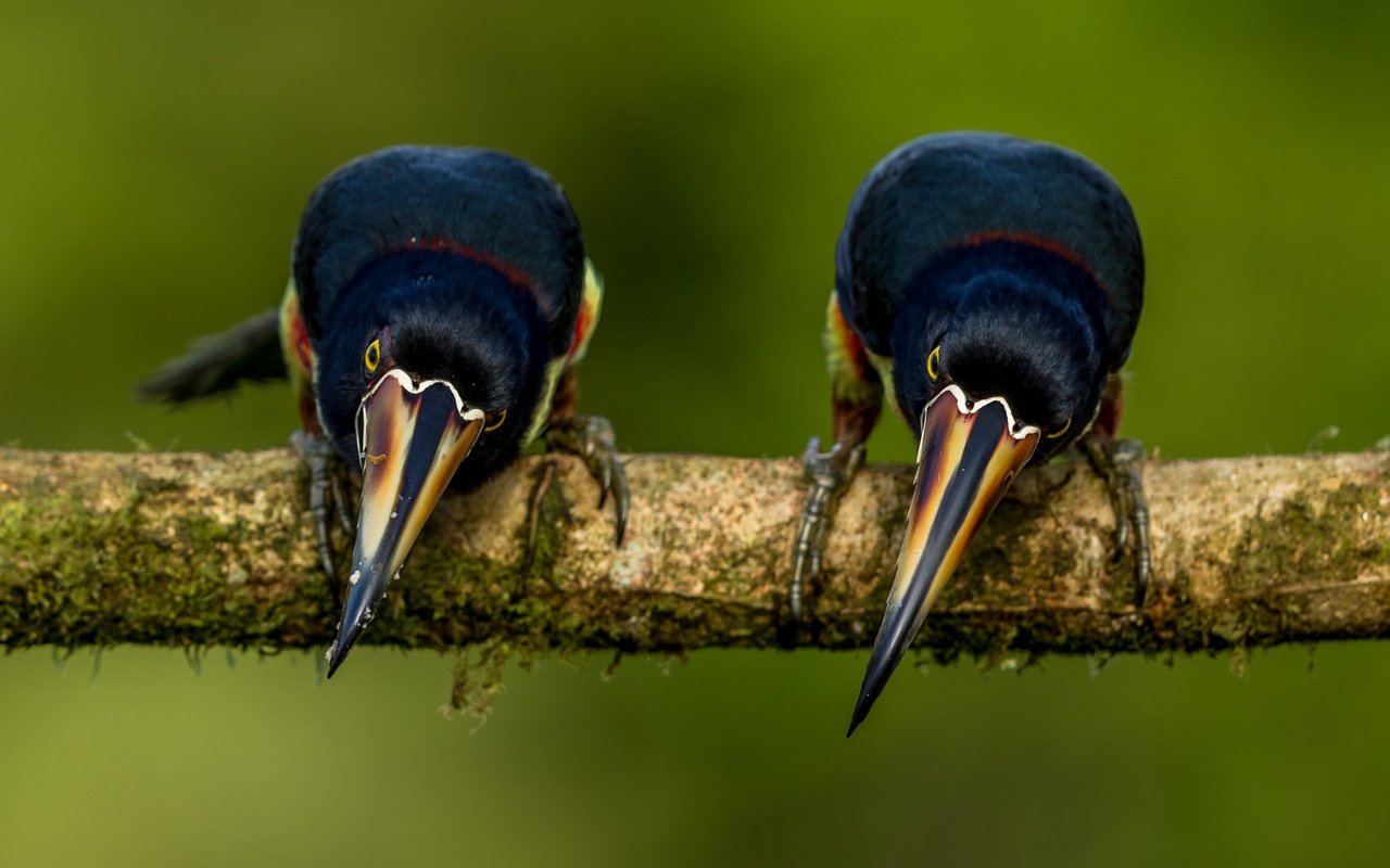 Обои ветка, фон, поза, птицы, тукан, две, две птицы, branch, background, pose, birds, toucan, two, two birds разрешение 3043x2092 Загрузить