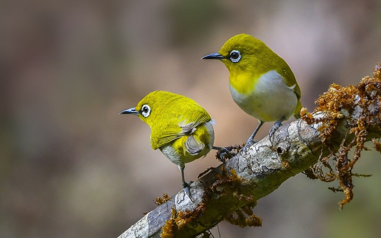 Обои ветка, природа, пара, птички, белоглазка, белый глаз, branch, nature, pair, birds, white-eyed, white eye разрешение 2000x1125 Загрузить