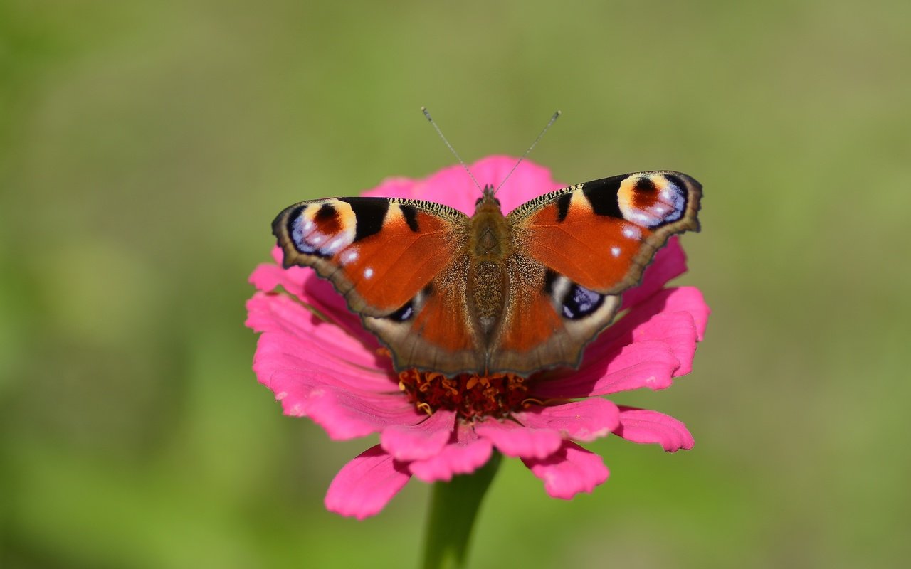 Обои природа, цветок, бабочка, павлиний глаз, nature, flower, butterfly, peacock разрешение 5622x3747 Загрузить