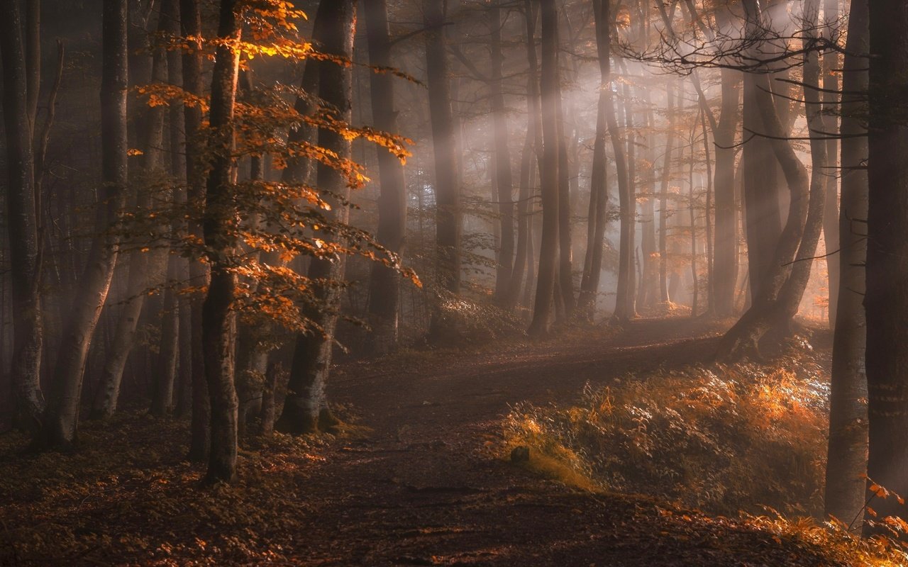 Обои свет, деревья, природа, лес, лучи, туман, осень, тропинка, light, trees, nature, forest, rays, fog, autumn, path разрешение 2500x1600 Загрузить