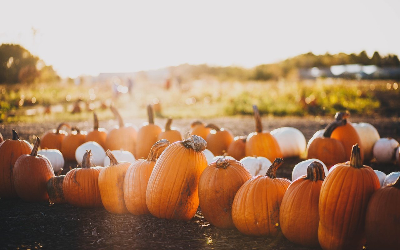 Обои свет, природа, поле, осень, много, урожай, тыквы, боке, light, nature, field, autumn, a lot, harvest, pumpkin, bokeh разрешение 5616x3710 Загрузить