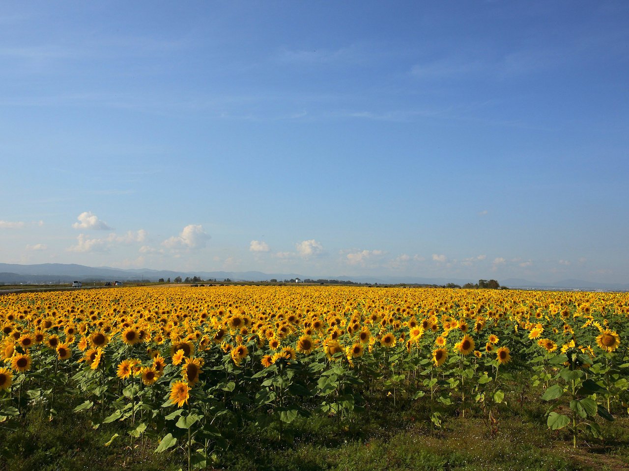 Обои желтый, поле, подсолнухи, yellow, field, sunflowers разрешение 2560x1600 Загрузить