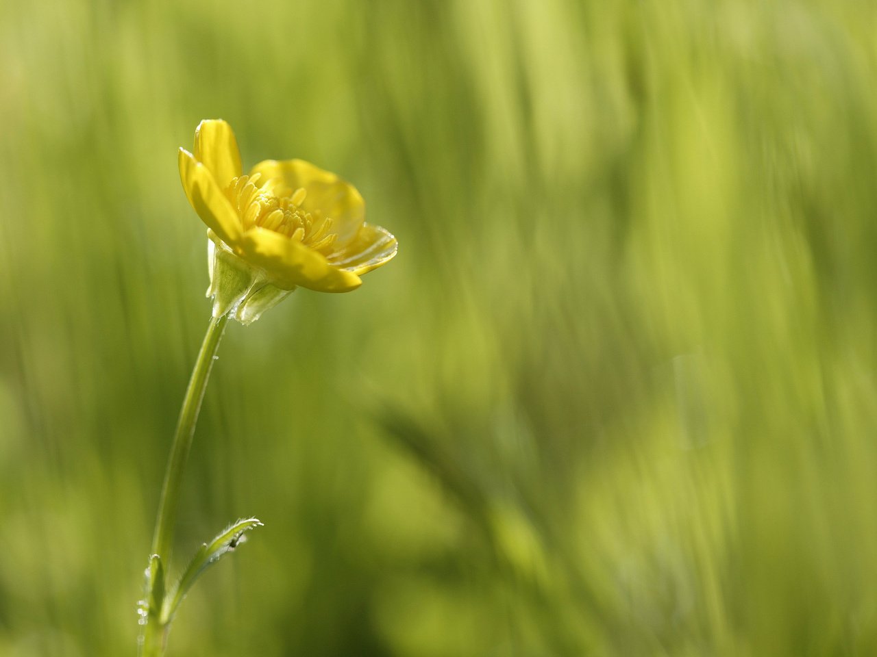 Обои желтый, зелень, макро, цветок, красота в простом, yellow, greens, macro, flower, beauty is in simplicity разрешение 2560x1600 Загрузить