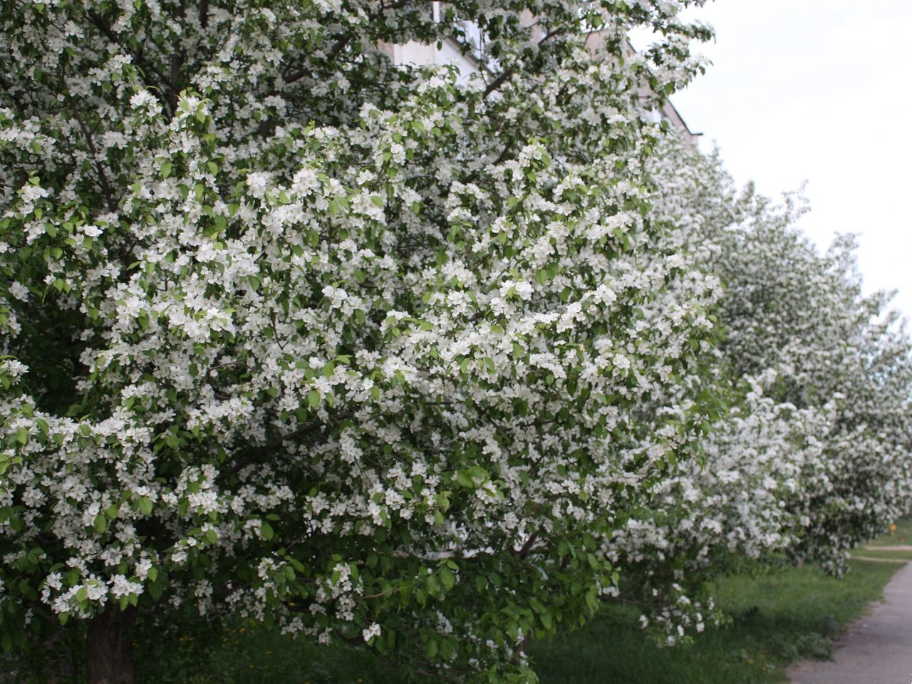 Обои цветы, цветение, белый, весна, яблоня, flowers, flowering, white, spring, apple разрешение 4098x2732 Загрузить