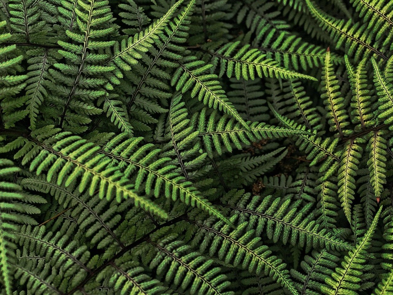 Обои лес, листья, папоротник, forest, leaves, fern разрешение 1920x1200 Загрузить