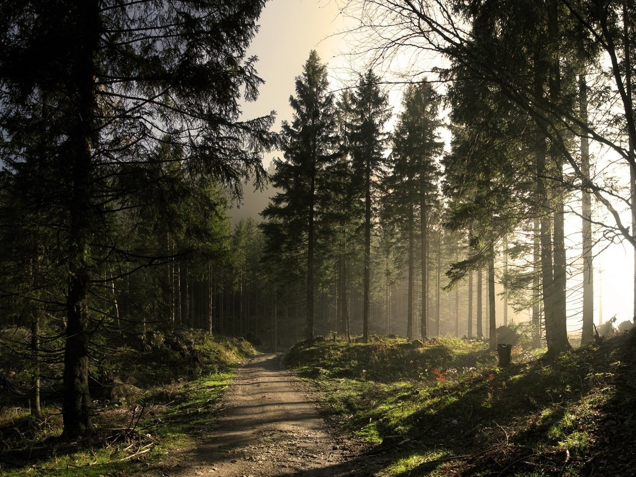 Обои дорога, солнце, лес, road, the sun, forest разрешение 1920x1200 Загрузить