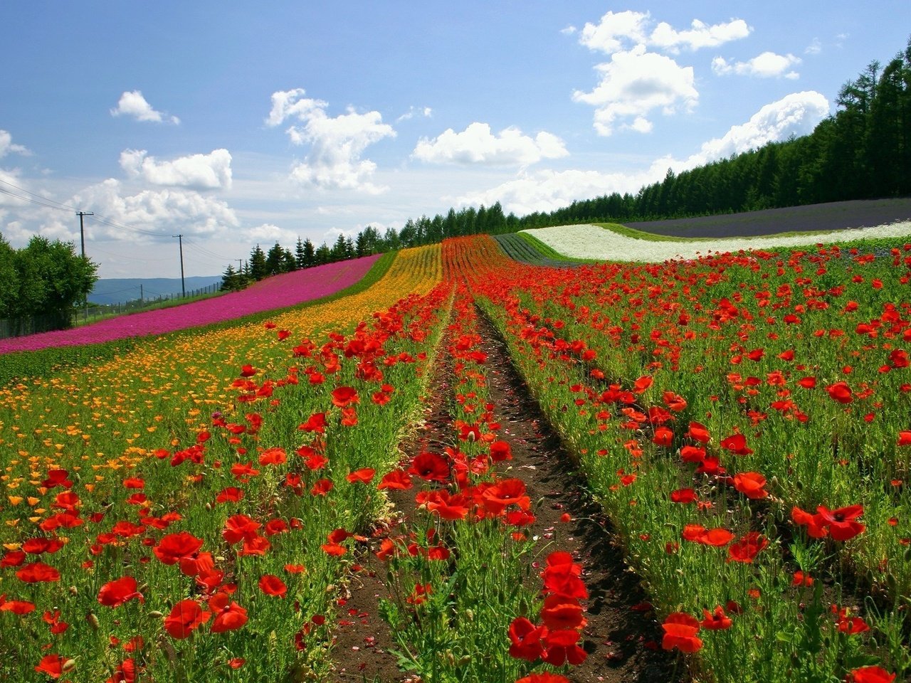 Обои цветы, облака, поле, ряды, япония, маки, холм, flowers, clouds, field, the ranks, japan, maki, hill разрешение 1920x1200 Загрузить