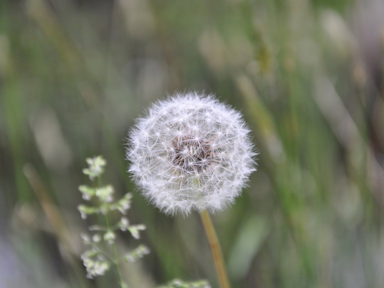 Обои лето, пушистый, белый, одуванчик, summer, fluffy, white, dandelion разрешение 2560x1700 Загрузить