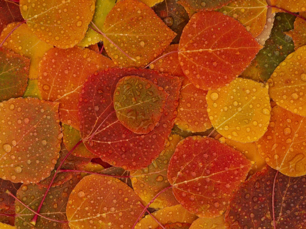 Обои листья, капли, осень, leaves, drops, autumn разрешение 2560x1600 Загрузить