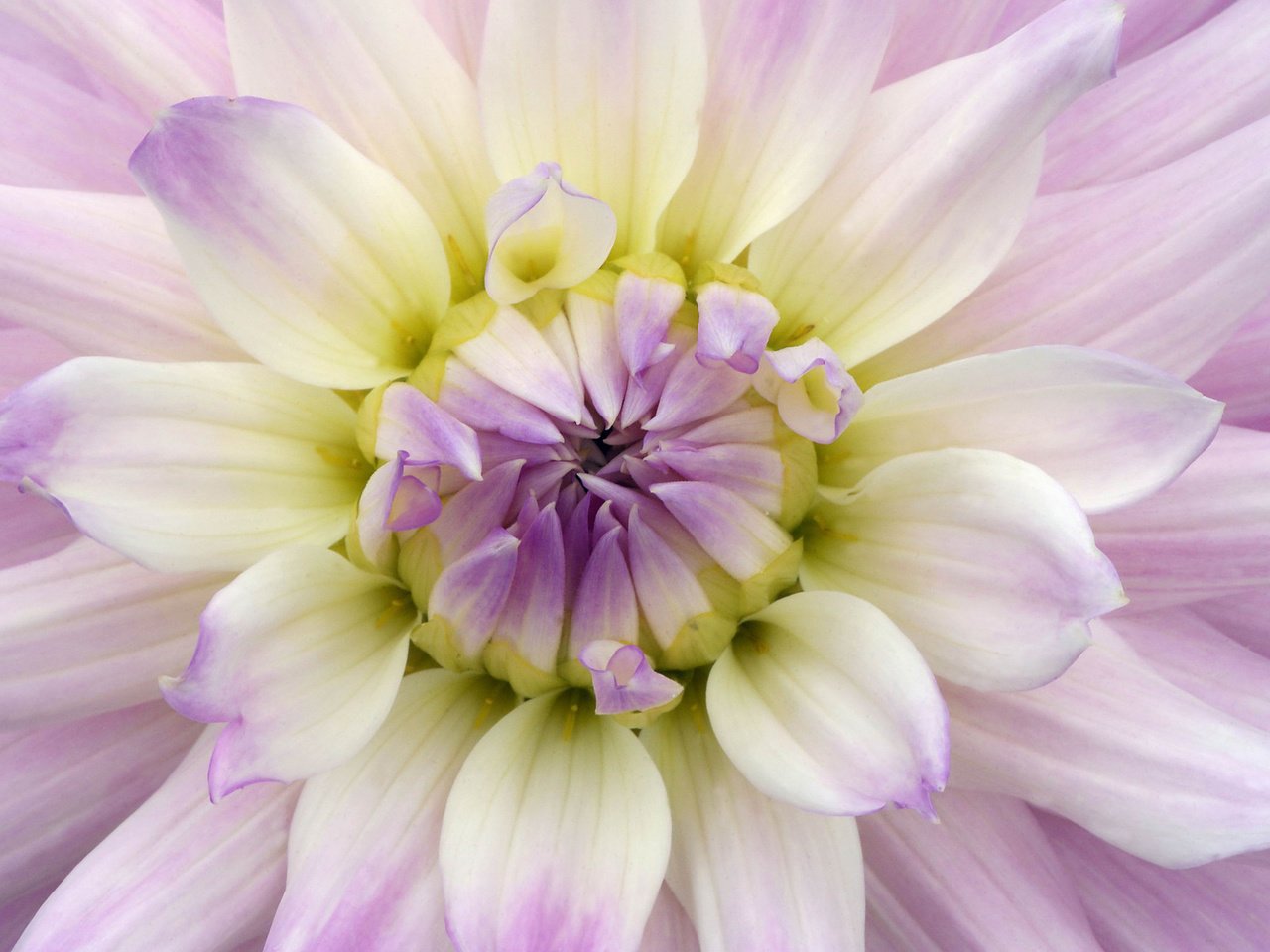 Обои лепестки, бутон, георгина, фиолетовая, petals, bud, dahlia, purple разрешение 2560x1600 Загрузить