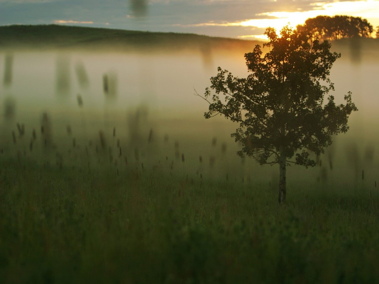 Обои трава, дерево, утро, туман, рассвет, grass, tree, morning, fog, dawn разрешение 1920x1440 Загрузить