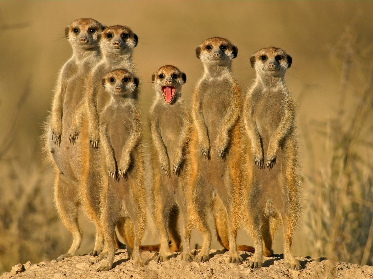 Обои группа, зверьки, сурикаты, group, animals, meerkats разрешение 1920x1200 Загрузить