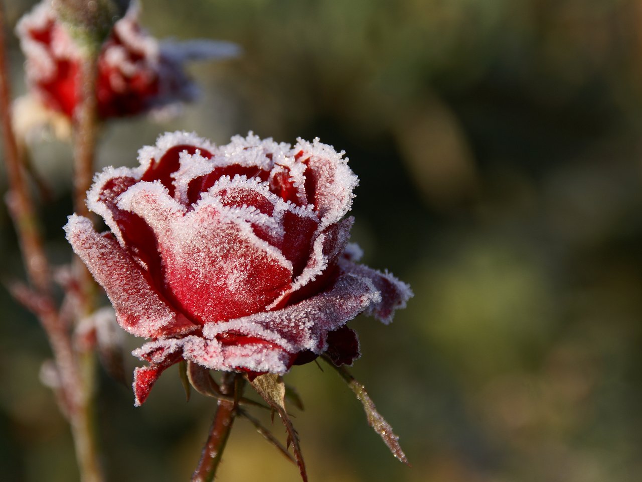 Обои цветы, макро, розы, иней, лепестки, красные, размытость, холод, flowers, macro, roses, frost, petals, red, blur, cold разрешение 3000x2000 Загрузить