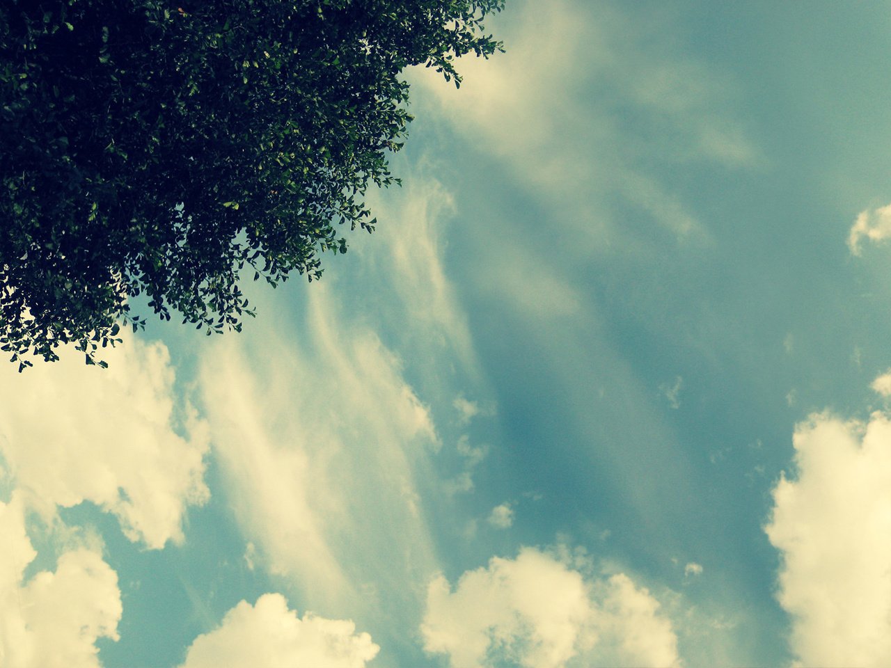 Обои небо, свет, облака, дерево, the sky, light, clouds, tree разрешение 1920x1080 Загрузить
