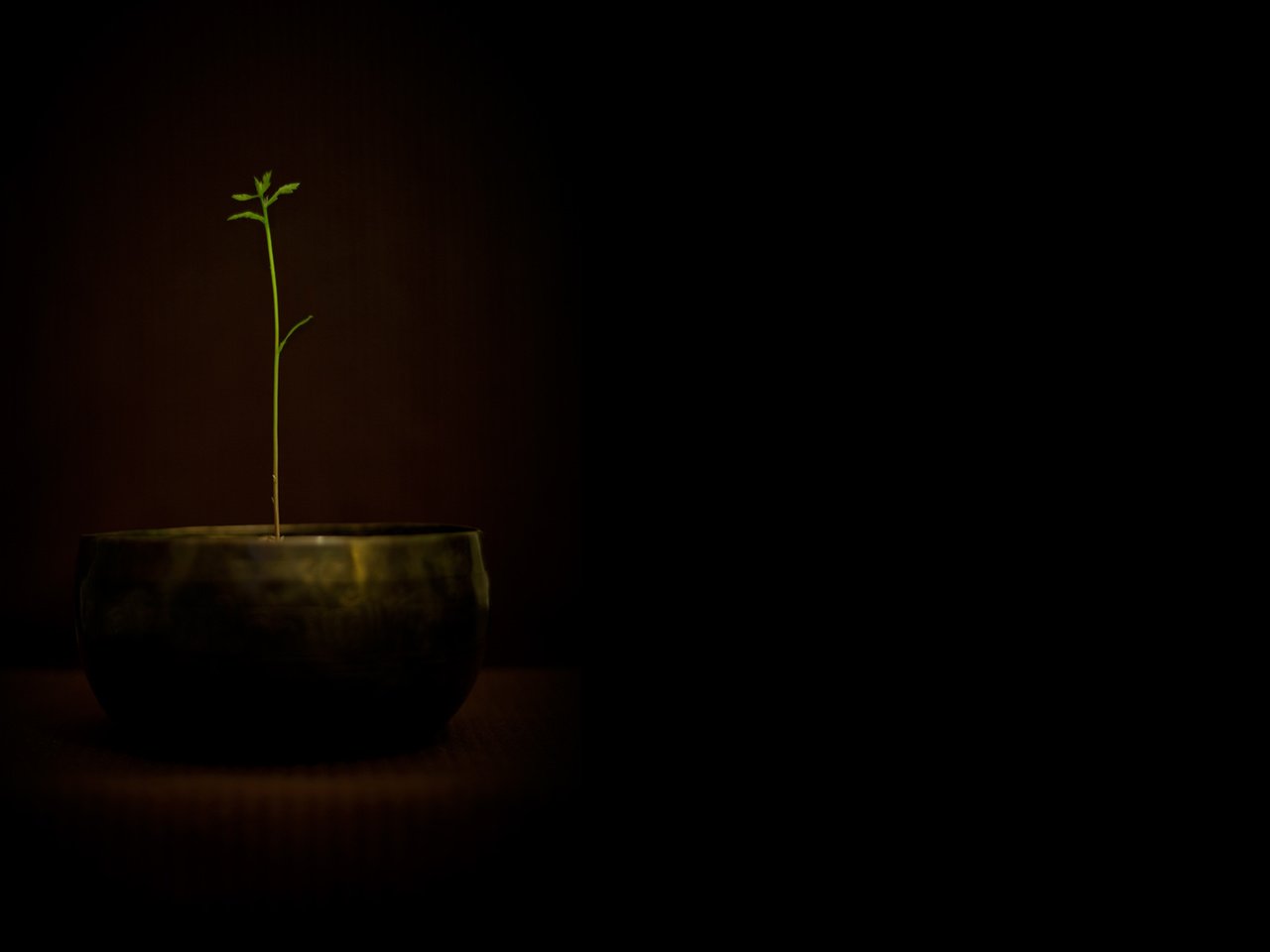 Обои растение, горшок, plant, pot разрешение 2560x1600 Загрузить