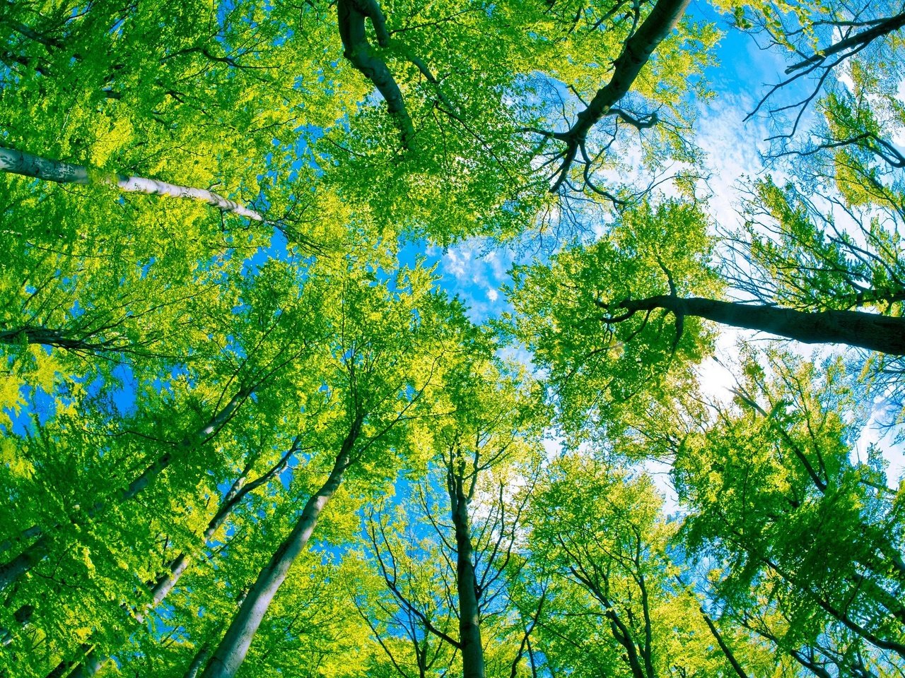 Обои деревья, лес, листва, trees, forest, foliage разрешение 2560x1600 Загрузить