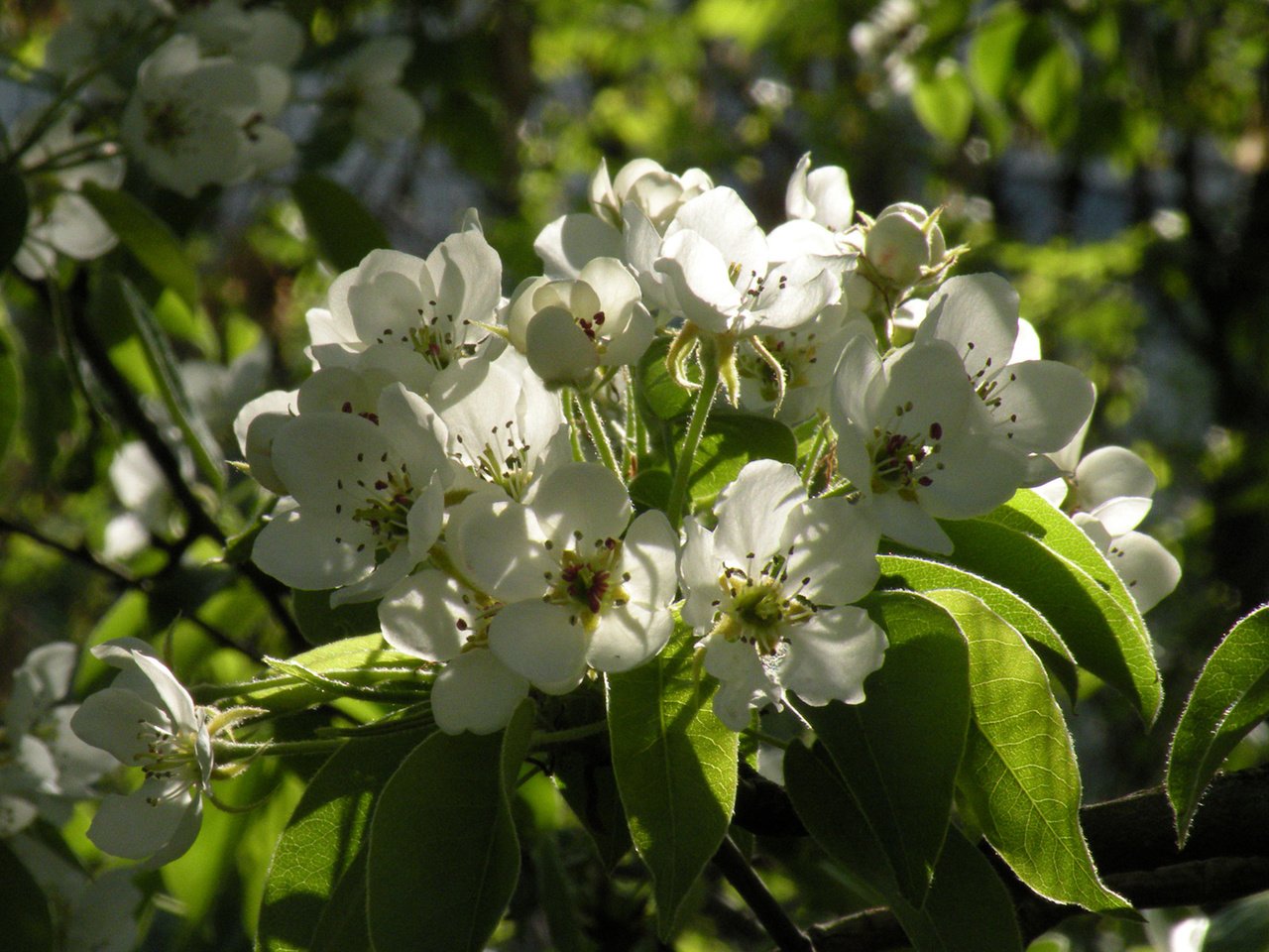 Обои цветы, весна, яблоня, flowers, spring, apple разрешение 1920x1200 Загрузить