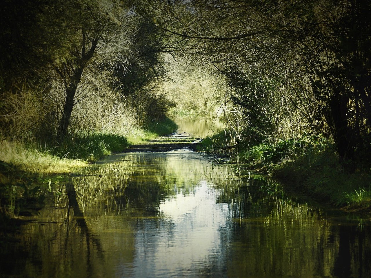 Обои трава, деревья, река, природа, лес, отражение, пейзаж, grass, trees, river, nature, forest, reflection, landscape разрешение 2560x1600 Загрузить