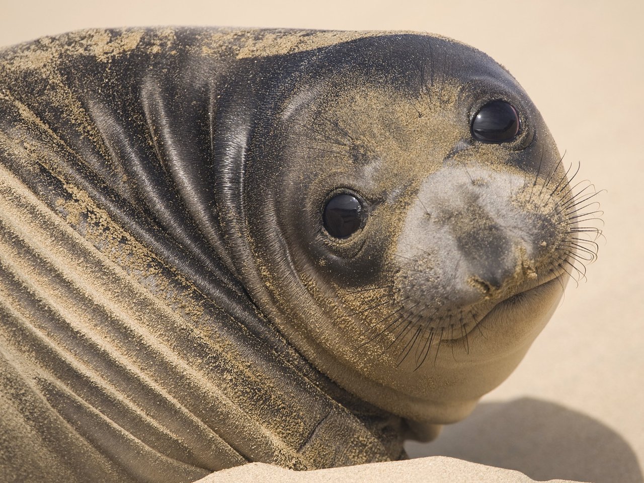 Обои морда, песок, тюлень, face, sand, seal разрешение 1920x1080 Загрузить