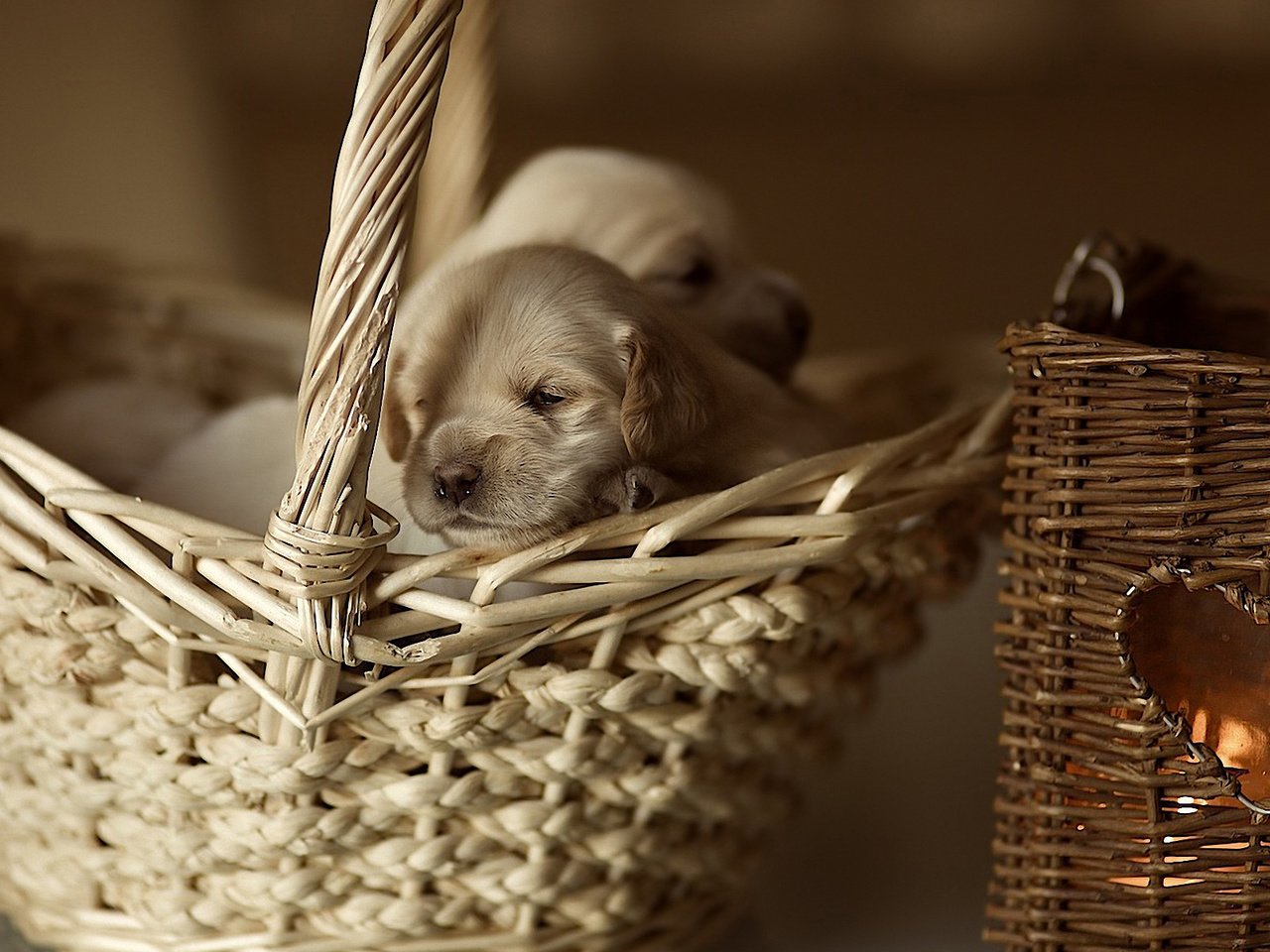 Обои корзина, щенки, малыши, собаки, маленькие, лабрадор ретривер, basket, puppies, kids, dogs, small, labrador retriever разрешение 1920x1200 Загрузить