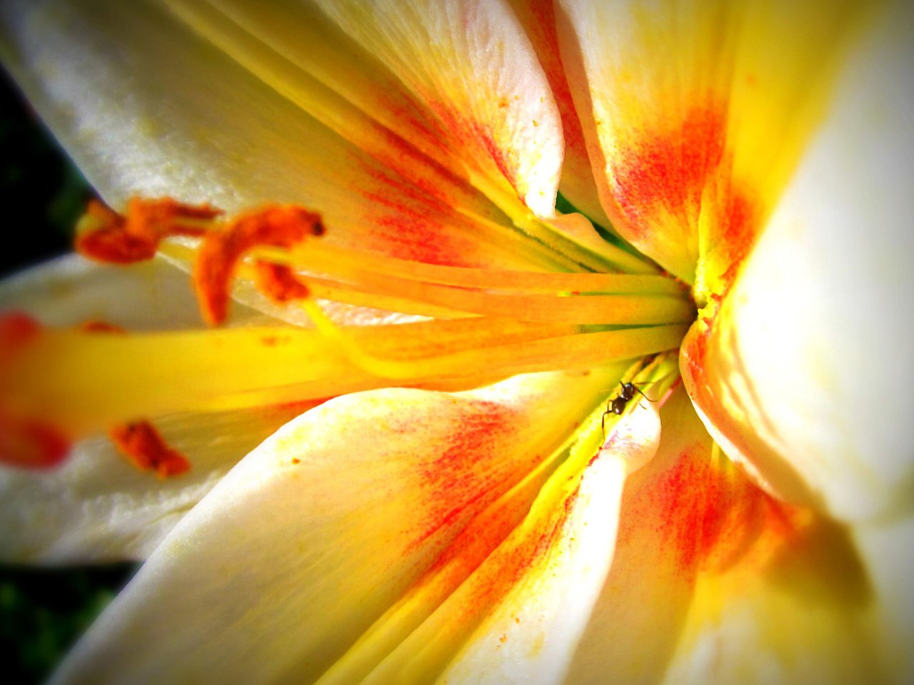 Обои макро, цветок, лилия, macro, flower, lily разрешение 1920x1200 Загрузить